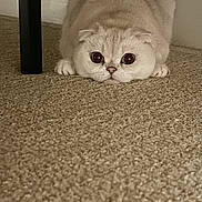 Coconut is registered to the contest to win money with this photo: cat, cream_colored, carpet, floor, furniture_leg, pet, animal, cute, fluffy, indoor, crouching, big_eyes, playful, whiskers, small_paws, close_up, domestic_cat, fur, resting, curious