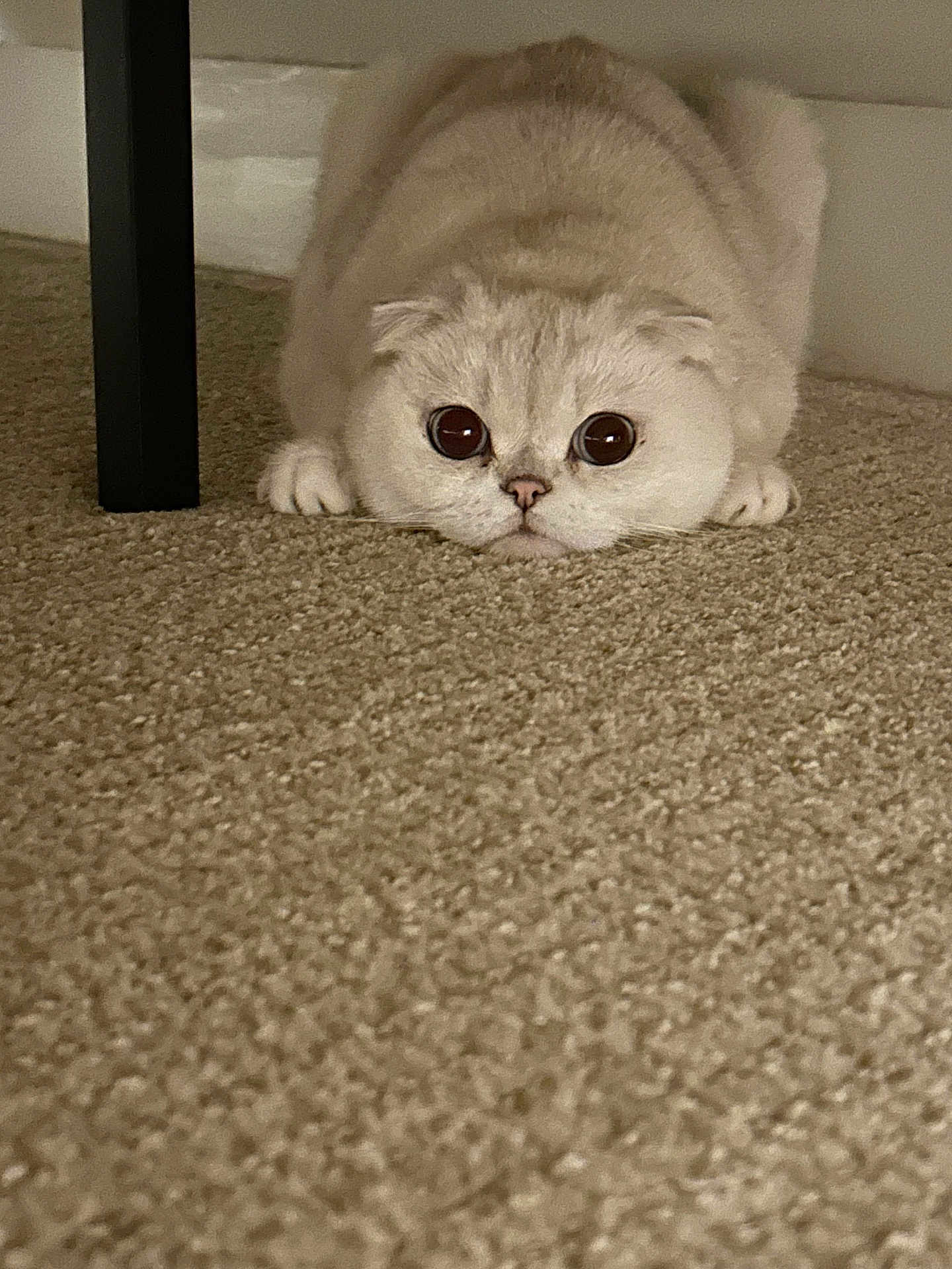 Coconut is registered to the contest to win money with this photo: cat, cream_colored, carpet, floor, furniture_leg, pet, animal, cute, fluffy, indoor, crouching, big_eyes, playful, whiskers, small_paws, close_up, domestic_cat, fur, resting, curious