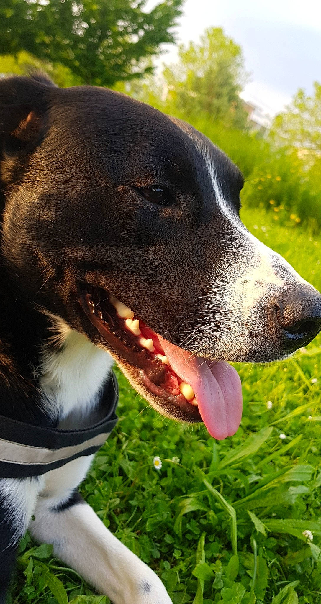 Myllo participe au concours pour gagner de l'argent avec cette photo : canidae, carnivore, collar, companion_dog, dog, dog_breed, dog_collar, fang, fashion_accessory, grass, people_in_nature, plant, sky, snout, sporting_group, terrestrial_animal, tree, whiskers, working_animal, working_dog