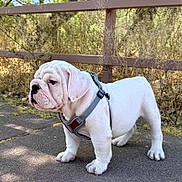 Brando joined the competition — help win amazing prizes! animal, bulldog, cute, daytime, dog, dry_foliage, fence, harness, mammal, nature, outdoor, path, pet, puppy, side_view, standing, sunlight, walking, white_dog, young_dog