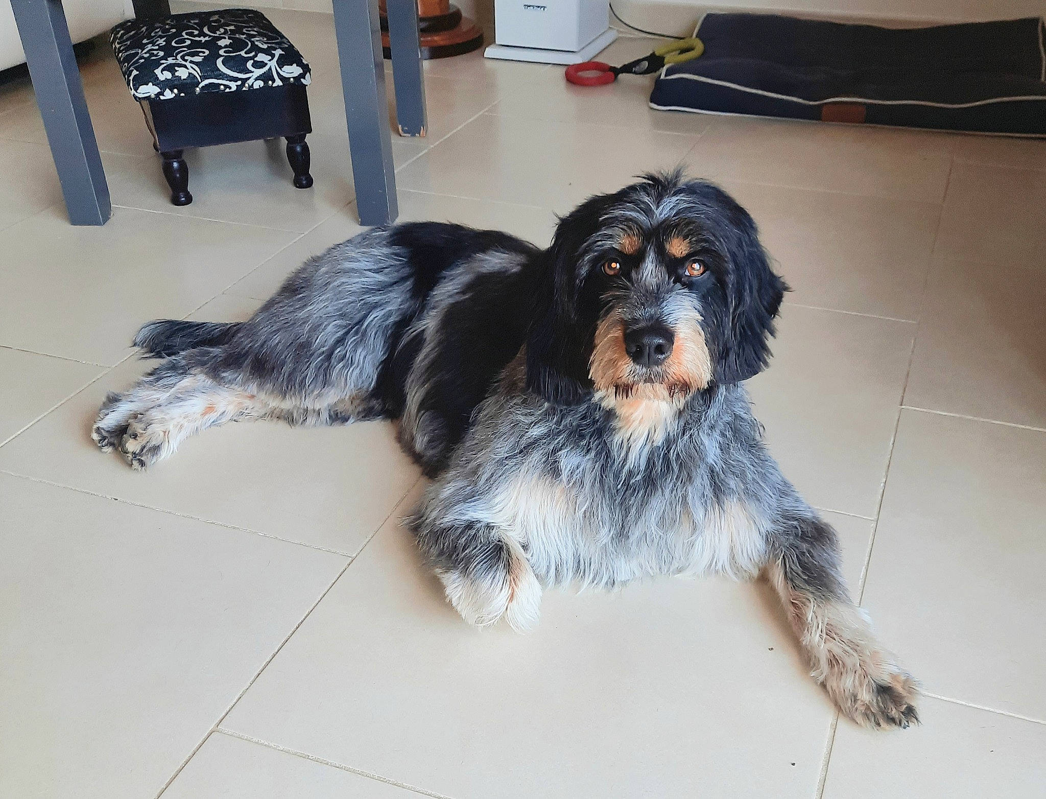 Nouba participe au concours pour gagner de l'argent avec cette photo : canidae, carnivore, chair, companion_dog, dog, dog_breed, flooring, fur, snout, sporting_group, tail, working_animal, working_dog