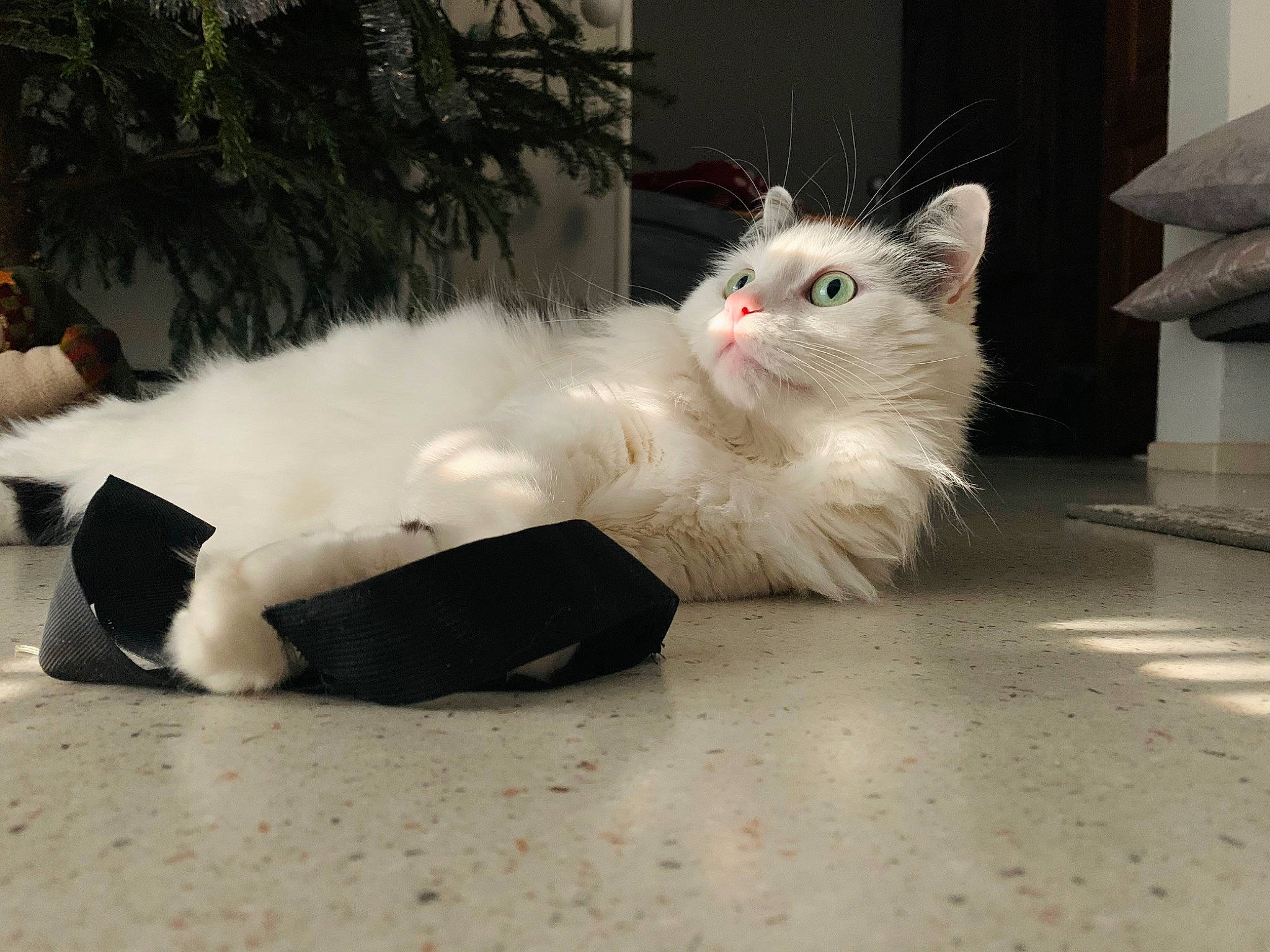 Roméo a rejoint le concours — aidez-le/la à gagner de superbes lots ! british_longhair, carnivore, cat, claw, comfort, domestic_short_haired_cat, felidae, flooring, foot, fur, paw, plant, small_to_medium_sized_cats, snout, tail, whiskers