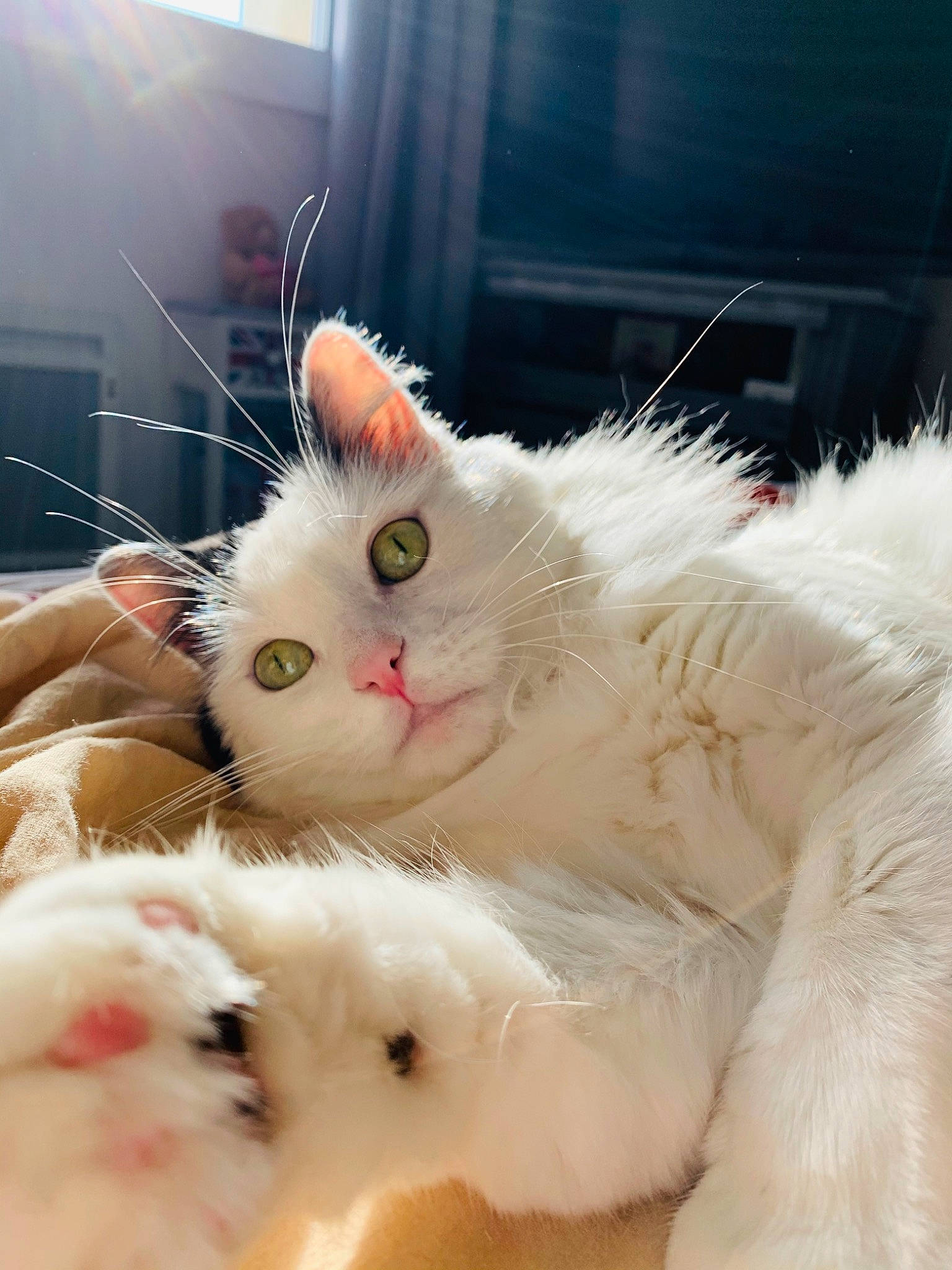 Roméo participe au concours pour gagner de l'argent avec cette photo : carnivore, cat, claw, comfort, fawn, felidae, fur, natural_material, paw, small_to_medium_sized_cats, snout, tail, whiskers