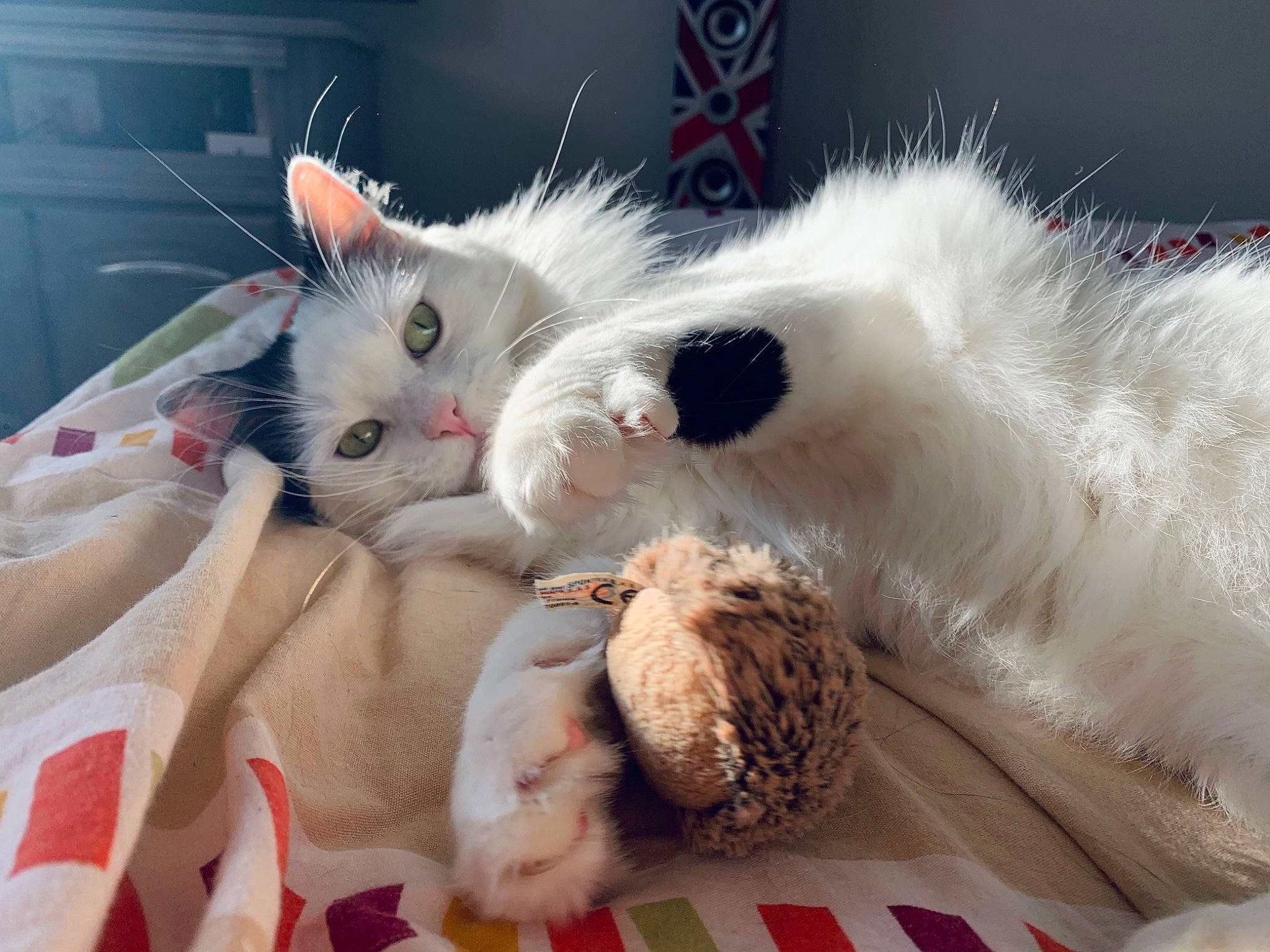 Roméo a rejoint le concours — aidez-le/la à gagner de superbes lots ! basket, canidae, carnivore, cat, claw, comfort, companion_dog, fawn, felidae, foot, fur, nap, paw, sleep, small_to_medium_sized_cats, snout, tail, toy, whiskers