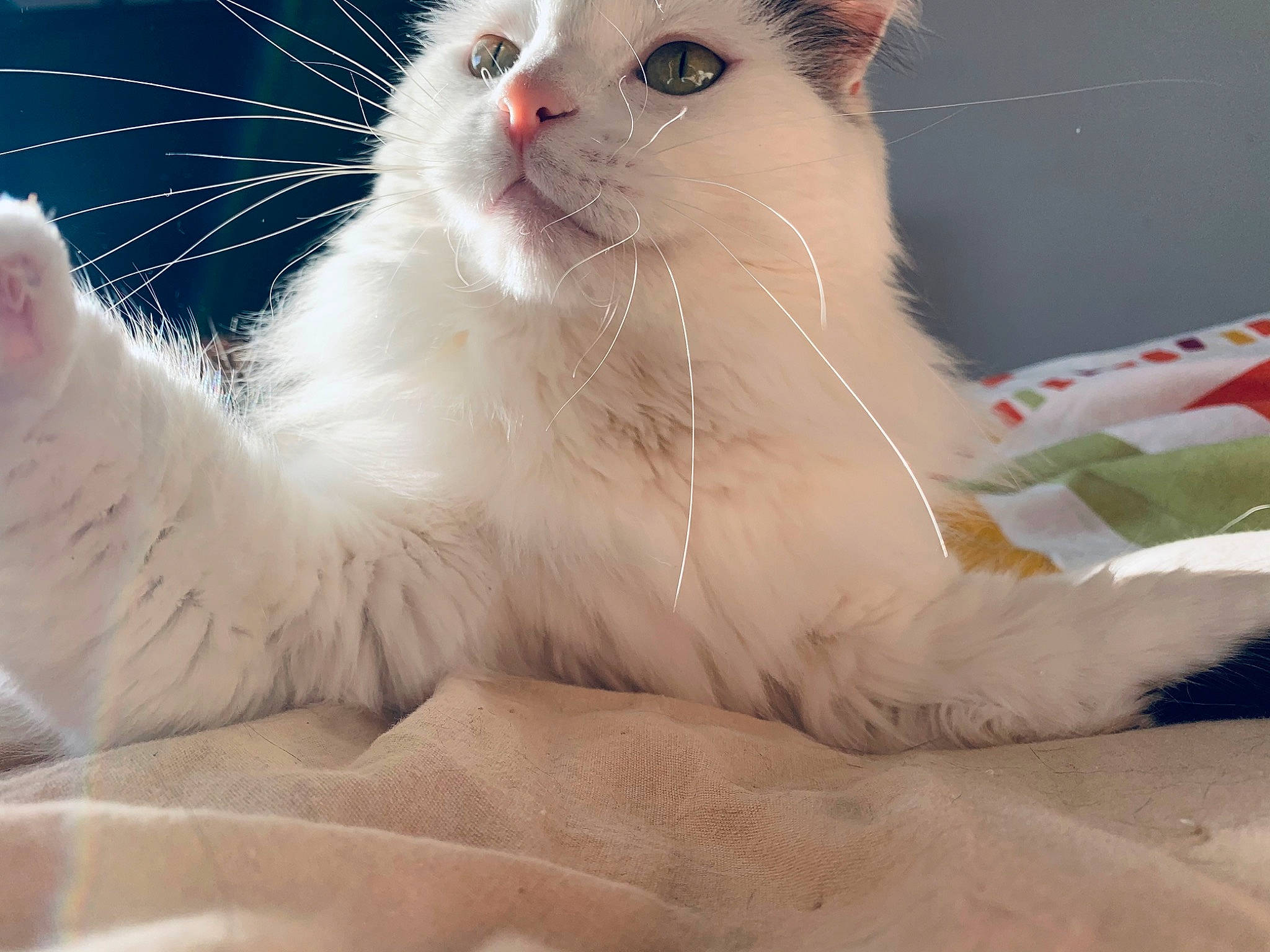 Roméo a rejoint le concours — aidez-le/la à gagner de superbes lots ! british_longhair, carnivore, cat, claw, comfort, domestic_short_haired_cat, fawn, felidae, foot, fur, paw, small_to_medium_sized_cats, snout, tail, terrestrial_animal, whiskers