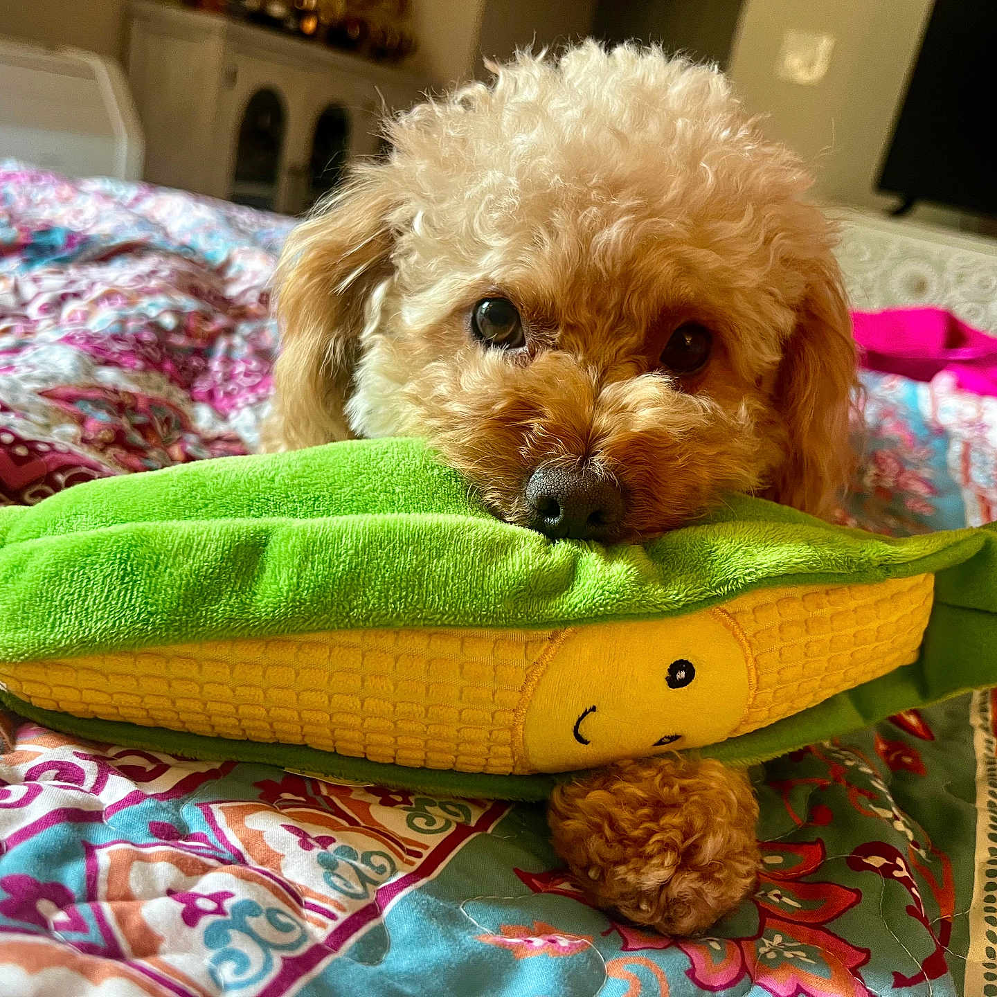 Toto is registered to the contest to win money with this photo: animal, bed, bedroom, blanket, canine, couch, cushion, dog, dogbed, furniture, homedecor, indoors, linen, pet, poodle, puppy, quilt, room, terrier, towel
