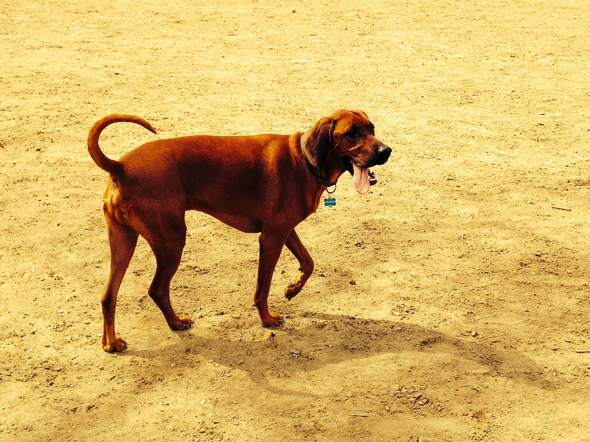 Hank joined the competition — help win amazing prizes! art, beach, carnivore, collar, dog, dog_breed, dog_collar, dog_supply, fawn, hunting_dog, liver, pet_supply, sporting_group, tail, terrestrial_animal, working_animal, working_dog