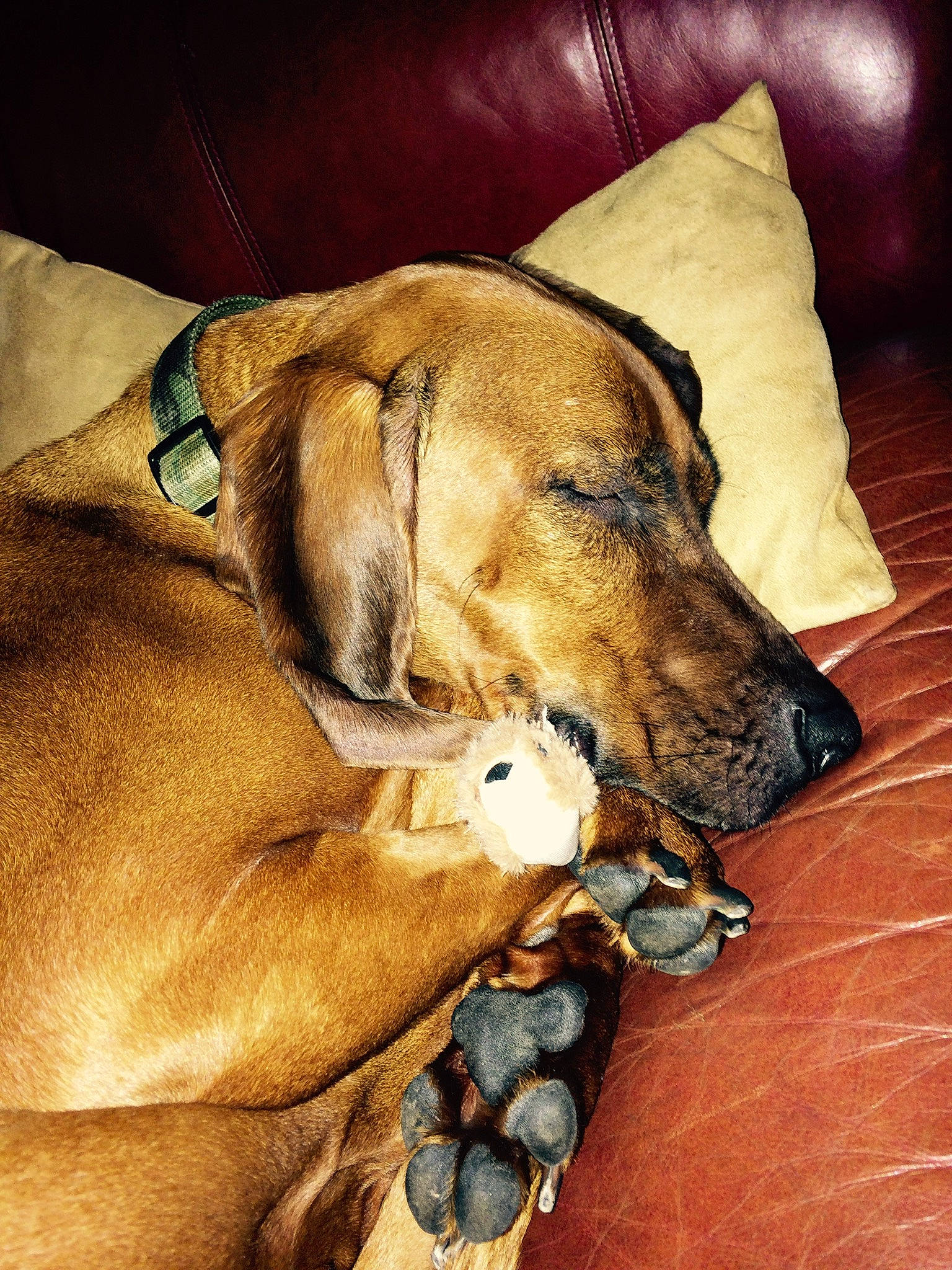 Hank is registered to the contest to win money with this photo: canidae, carnivore, collar, comfort, companion_dog, dog, dog_breed, dog_collar, dog_supply, fawn, fur, guard_dog, liver, non_sporting_group, paw, pet_supply, snout, sporting_group, whiskers, working_animal