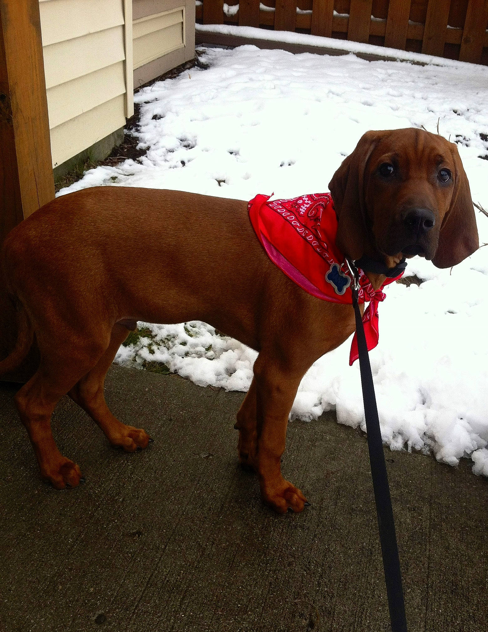 Hank is registered to the contest to win money with this photo: canidae, carnivore, collar, companion_dog, dog, dog_breed, dog_collar, dog_supply, fawn, leash, liver, pet_supply, snout, snow, sporting_group, tail, vehicle_door, winter, wood, working_animal