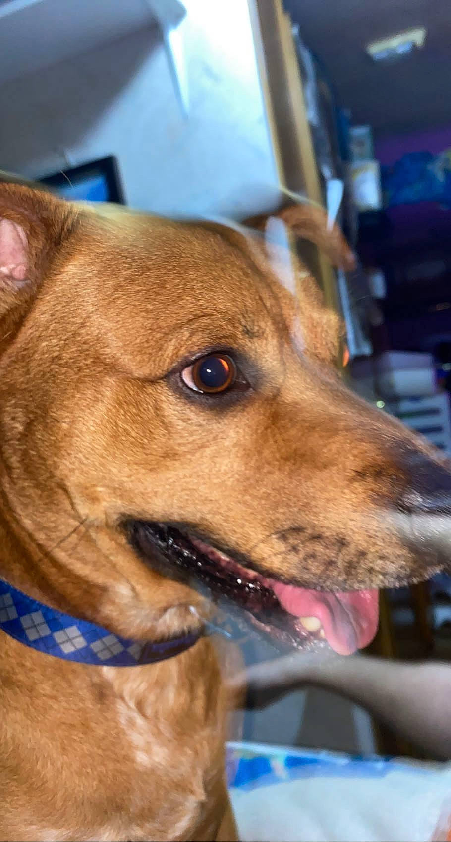 Beast joined the competition — help win amazing prizes! ancient_dog_breeds, canidae, carnivore, collar, companion_dog, dog, dog_breed, dog_collar, ear, fawn, fur, guard_dog, leash, non_sporting_group, pet_supply, snout, sporting_group, whiskers, working_animal, working_dog