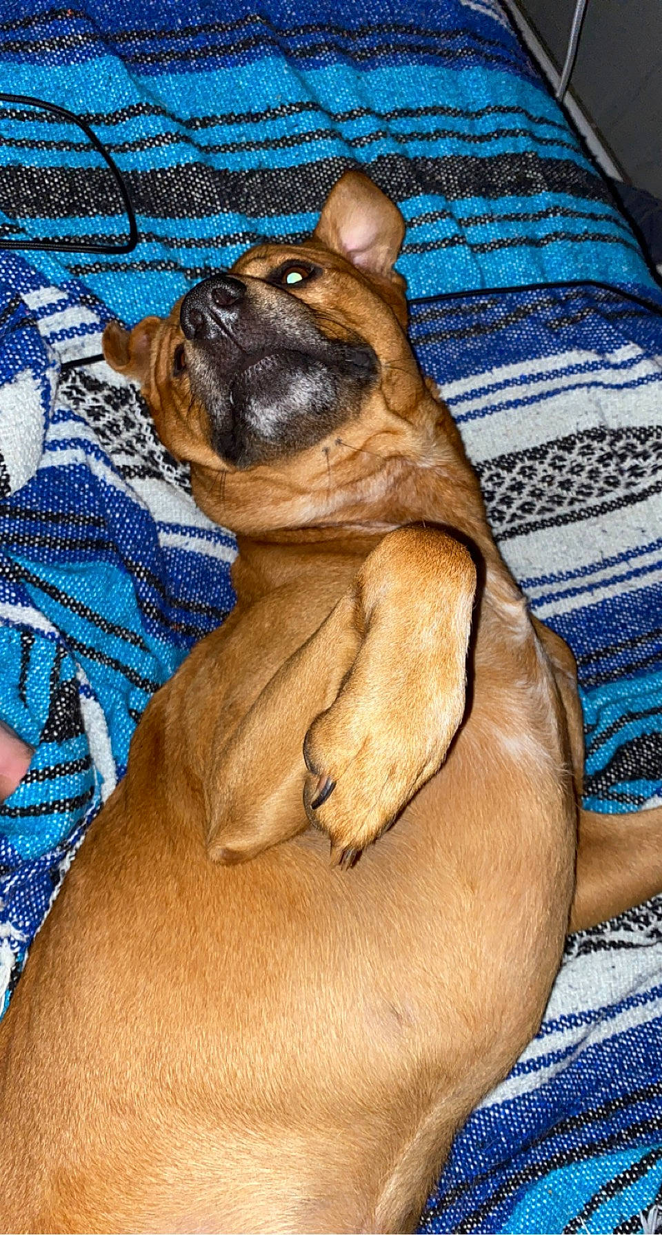 Beast is registered to the contest to win money with this photo: blue, canidae, carnivore, collar, comfort, companion_dog, dog, dog_breed, dog_supply, electric_blue, fawn, liver, paw, snout, sporting_group, terrestrial_animal, toy_dog, whiskers, working_animal, wrinkle