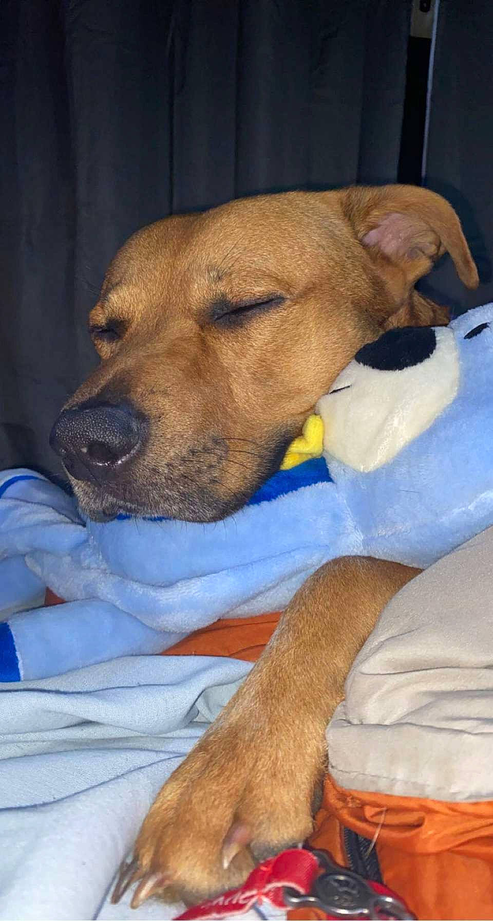 Beast is registered to the contest to win money with this photo: canidae, carnivore, collar, comfort, companion_dog, dog, dog_breed, dog_supply, fawn, fur, hound, non_sporting_group, pet_supply, snout, sporting_group, whiskers, working_animal