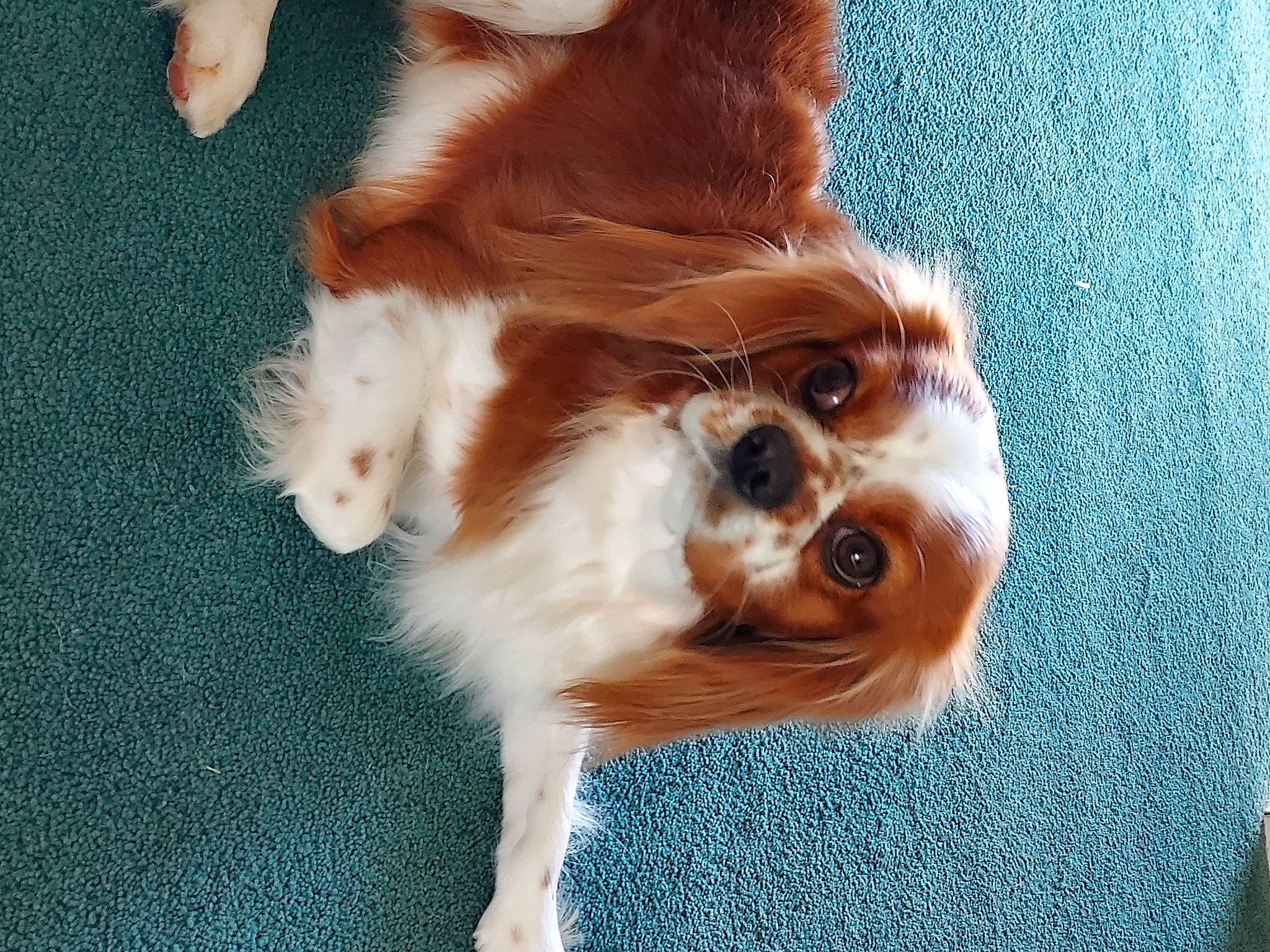 Remington joined the competition — help win amazing prizes! canidae, carnivore, cavalier_king_charles_spaniel, claw, companion_dog, dog, dog_breed, fawn, felidae, fur, liver, paw, puppy, small_to_medium_sized_cats, snout, sporting_group, tail, toy_dog, whiskers