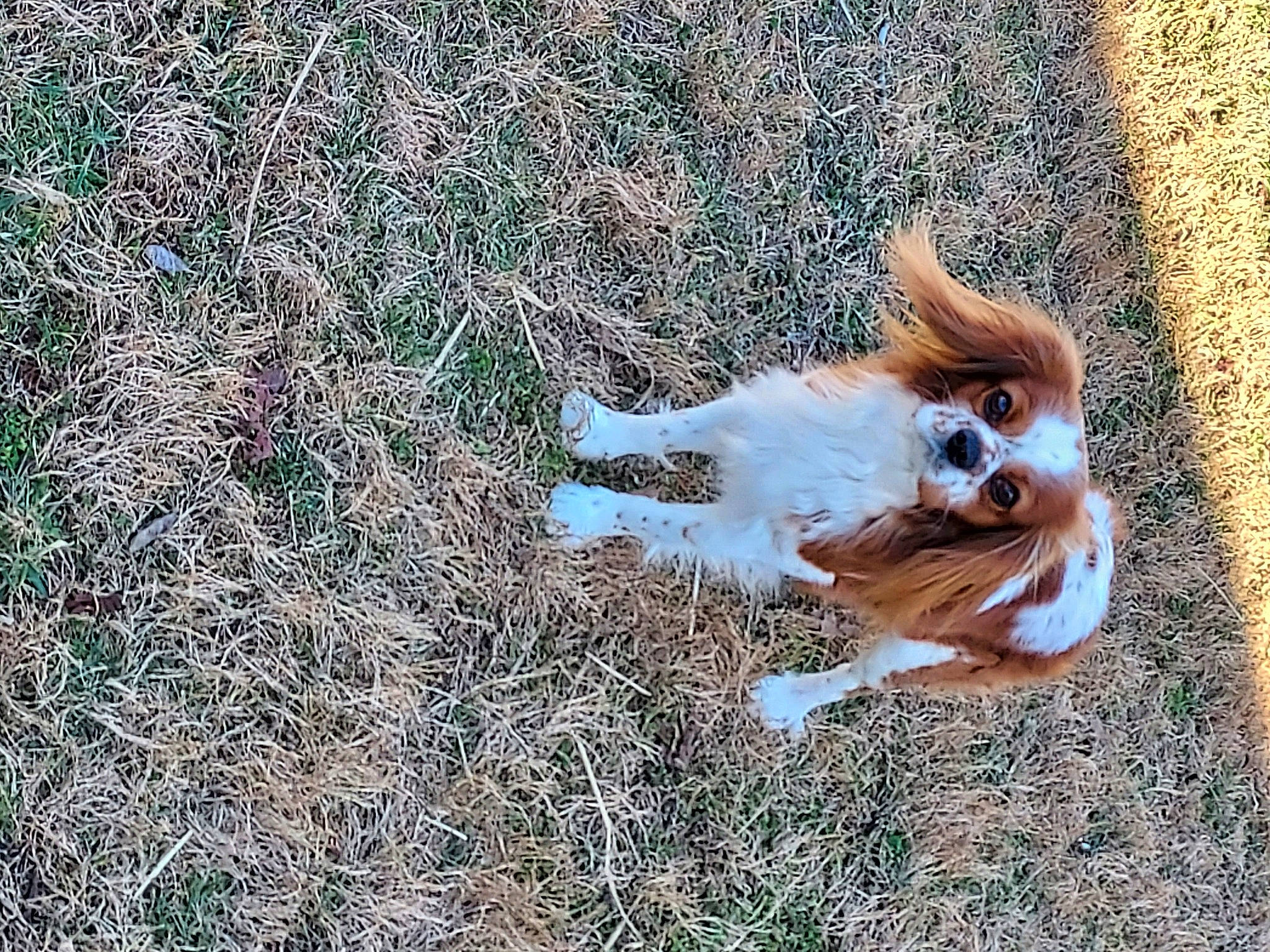 Remington joined the competition — help win amazing prizes! canidae, carnivore, companion_dog, dog, dog_breed, fawn, felidae, fur, grass, groundcover, liver, paw, snout, soil, sporting_group, tail, terrestrial_animal, whiskers, wood, working_animal