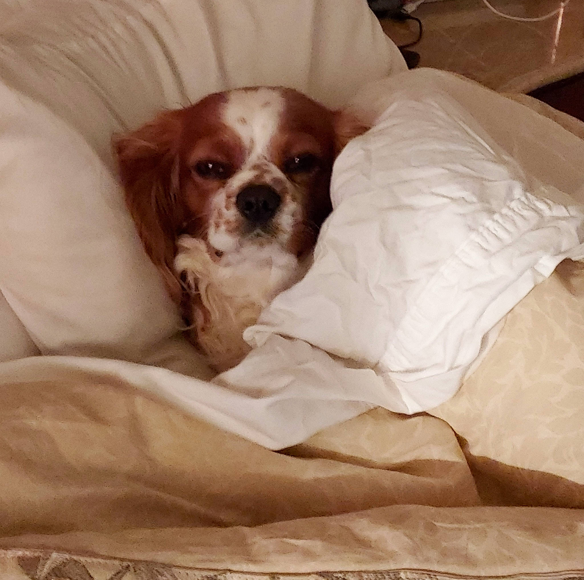 Remington joined the competition — help win amazing prizes! bedding, bored, canidae, carnivore, comfort, companion_dog, dog, dog_breed, dog_supply, fawn, fur, gun_dog, linens, liver, nap, sleep, snout, sporting_group, terrestrial_animal, working_animal