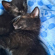 Baby is registered to the contest to win money with this photo: abyssinian, animal, bed, blackcat, blanket, brasssection, cat, couch, cushion, furniture, homedecor, horn, kitten, manx, musicalinstrument, person, pet, quilt, siamese, sleeping
