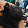 Baby is registered to the contest to win money with this photo: accessories, animal, ankle, bag, bear, blackcat, bodypart, canine, cat, chair, couch, dog, furniture, handbag, kitten, labradorretriever, manx, newfoundland, person, pet