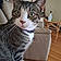 Calypso Mouse Boyer