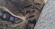 Calypso Mouse Boyer is registered to the contest to win money with this photo: cat, tabby, sleeping, paw, fur, collar, purple_collar, striped_fur, white_paw, close_up, nap, resting, cozy, indoor, fabric, textile, soft, pet, animal, cute