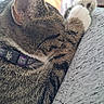 cat, tabby, sleeping, paw, fur, collar, purple_collar, striped_fur, white_paw, close_up, nap, resting, cozy, indoor, fabric, textile, soft, pet, animal, cute