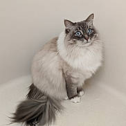 Daisy is registered to the contest to win money with this photo: cat, blue_eyes, fluffy, long_hair, sitting, tail, whiskers, pet, animal, indoor, cute, feline, soft_fur, domestic_cat, calm, portrait, looking_up, isolated, neutral_background, closeup