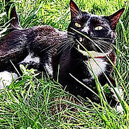 Juju participe au concours pour gagner de l'argent avec cette photo : cat, black_and_white, grass, outdoor, animal, pet, nature, whiskers, fur, relaxed, curious, greenery, mammal, collar, wildlife, close_up, daylight, lying_down, eyes, playful