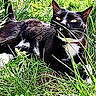 cat, black_and_white, grass, outdoor, animal, pet, nature, whiskers, fur, relaxed, curious, greenery, mammal, collar, wildlife, close_up, daylight, lying_down, eyes, playful