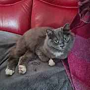 Athéna a rejoint le concours — aidez-le/la à gagner de superbes lots ! blanket, cat, couch, cozy, domestic_animal, feline, fluffy, fur, gray_cat, green_eyes, home, indoor, looking_at_camera, paws, pet, red_leather, relaxed, resting, soft_texture, whiskers