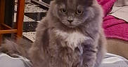 Athéna participe au concours pour gagner de l'argent avec cette photo : animal, blanket, cat, cozy, cute, domestic, fluffy, fur, furniture, gray_cat, home, indoor, looking, mammal, pet, plaid_blanket, plant, sitting, white_chest, white_paws