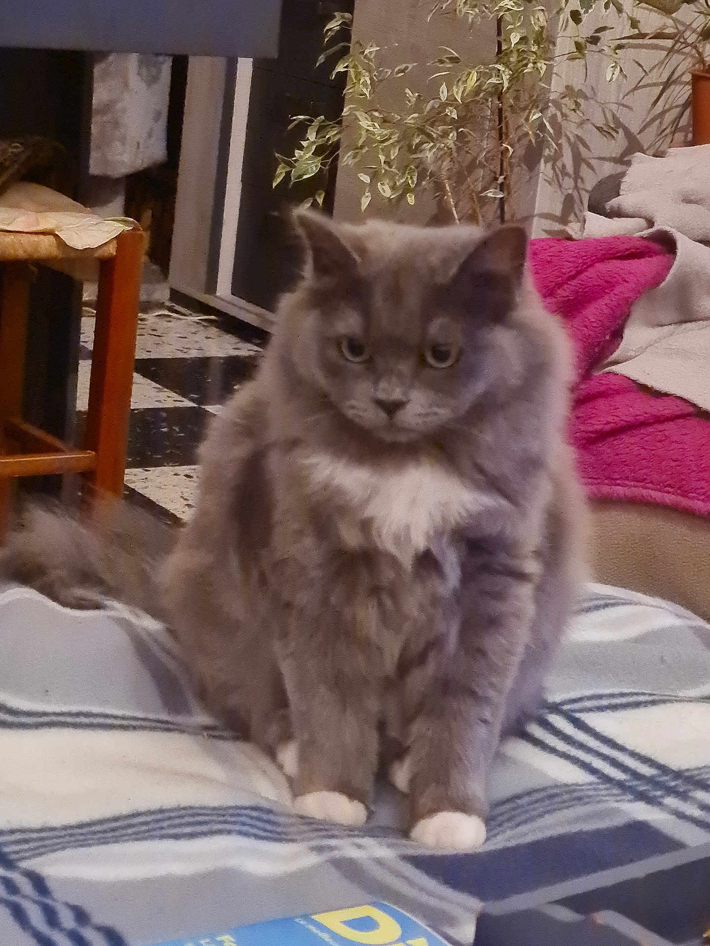 Athéna participe au concours pour gagner de l'argent avec cette photo : cat, gray_cat, white_paws, white_chest, fluffy, pet, indoor, furniture, plant, blanket, plaid_blanket, cozy, animal, mammal, fur, sitting, looking, home, domestic, cute