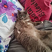 Athéna participe au concours pour gagner de l'argent avec cette photo : animal, bed, blanket, cat, comfort, cozy, cute, fabric, feline, fluffy, gray, green_eyes, home, indoor, pet, pillow, relaxing, resting, soft, text_on_pillow