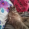 animal, bed, blanket, cat, comfort, cozy, cute, fabric, feline, fluffy, gray, green_eyes, home, indoor, pet, pillow, relaxing, resting, soft, text_on_pillow