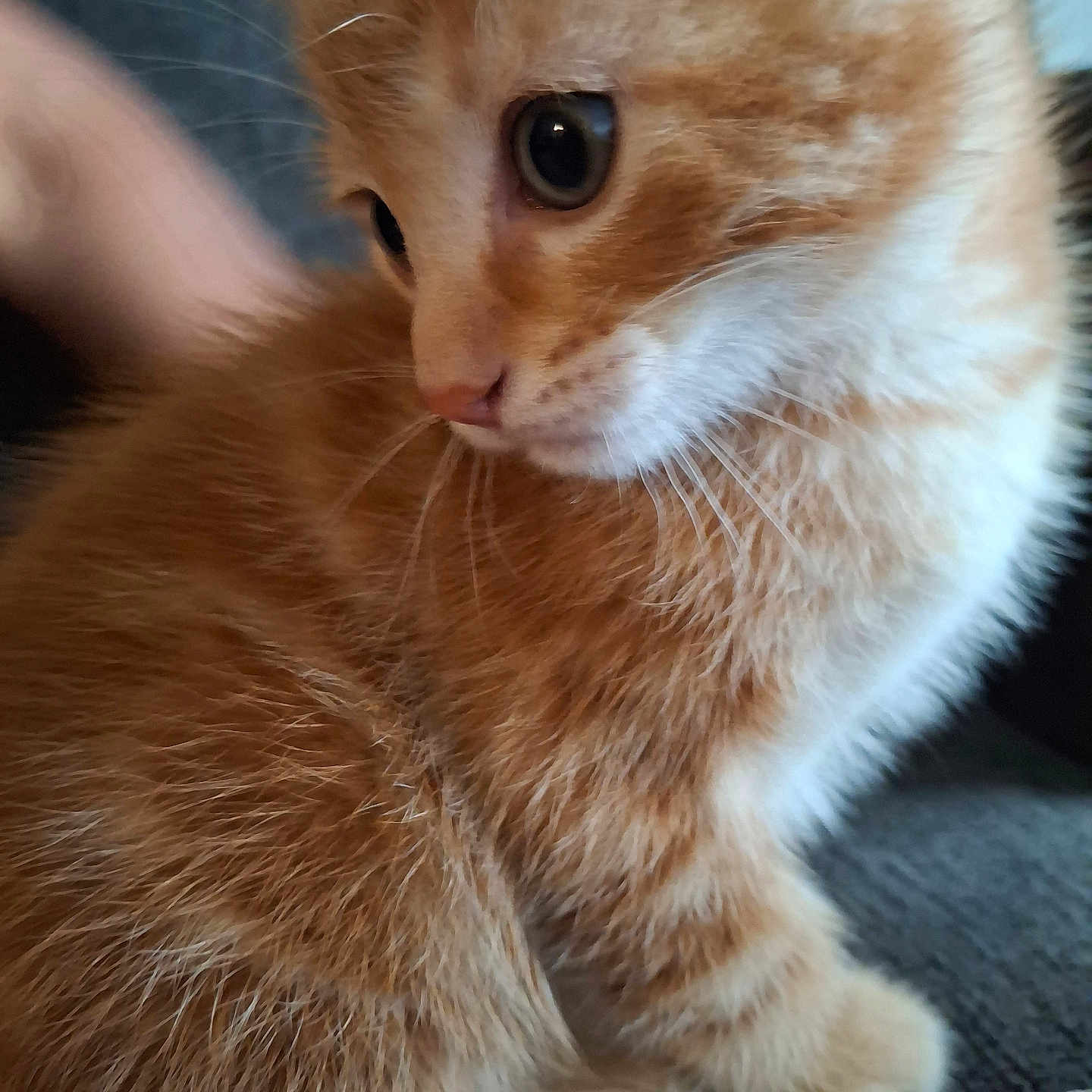 Michi