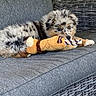 puppy, dog, toy, couch, gray, wicker, furniture, indoor, pet, playful, fur, chewing, spotted, cute, animal, relaxed, houseplant, home, resting, cozy