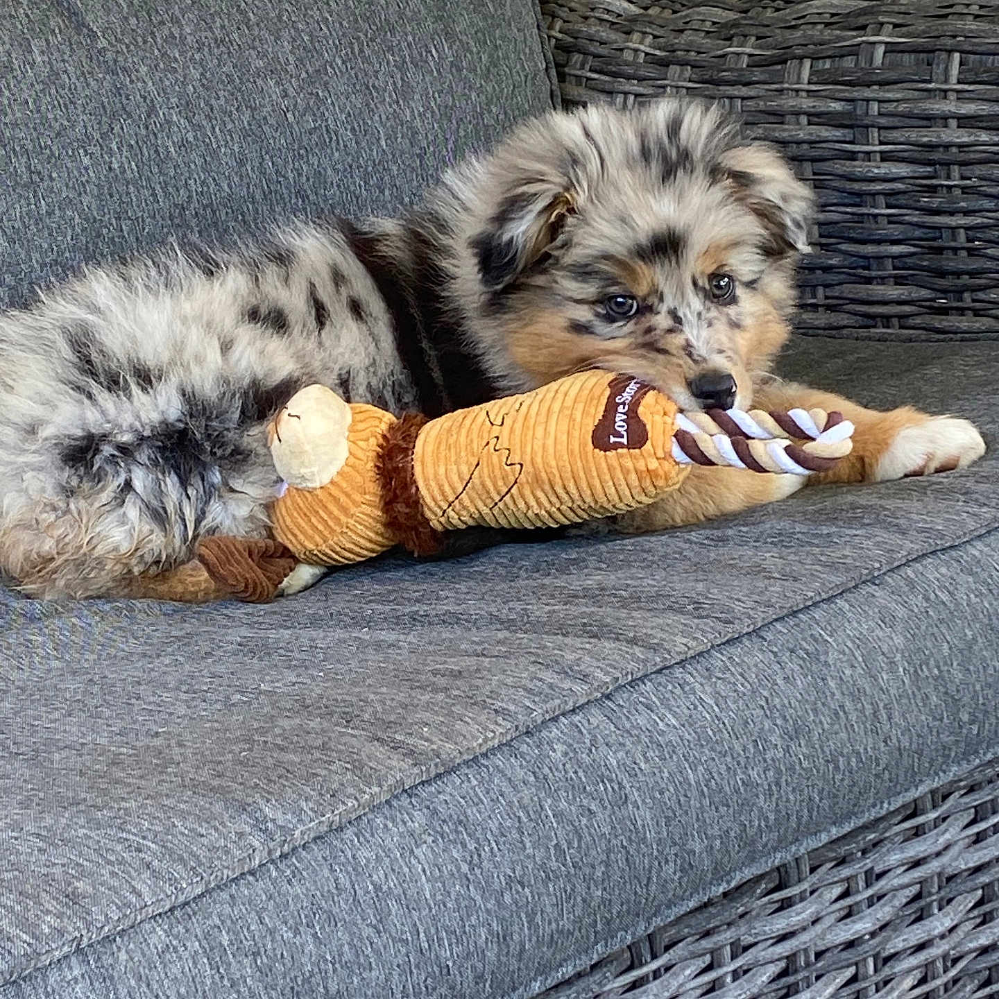 Braga a rejoint le concours — aidez-le/la à gagner de superbes lots ! puppy, dog, toy, couch, gray, wicker, furniture, indoor, pet, playful, fur, chewing, spotted, cute, animal, relaxed, houseplant, home, resting, cozy