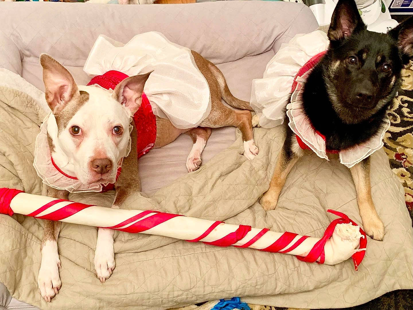 Shadow is registered to the contest to win money with this photo: canidae, carnivore, collar, comfort, companion_dog, dog, dog_bed, dog_breed, dog_collar, dog_supply, fawn, fur, non_sporting_group, pattern, paw, pet_supply, snout, sporting_group, white, working_animal