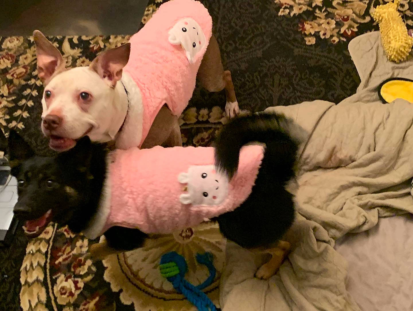 Shadow joined the competition — help win amazing prizes! canidae, comfort, companion_dog, dog_breed, event, fawn, fur, livestock, non_sporting_group, pattern, pink, plush, snout, stuffed_toy, suidae, terrestrial_animal, toy