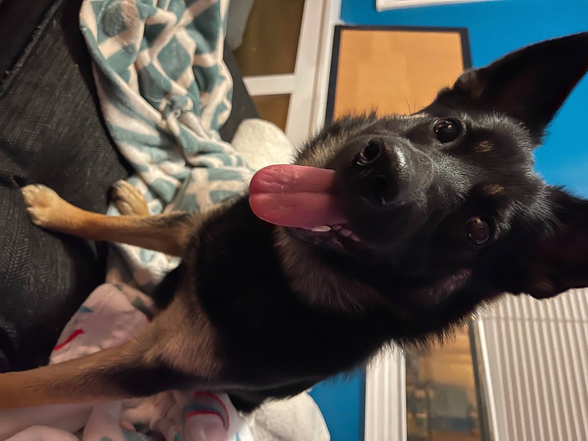 Shadow joined the competition — help win amazing prizes! canidae, carnivore, claw, comfort, companion_dog, dog, dog_breed, ear, fawn, felidae, fur, german_shepherd_dog, gesture, liver, paw, snout, sporting_group, tail, whiskers, working_animal