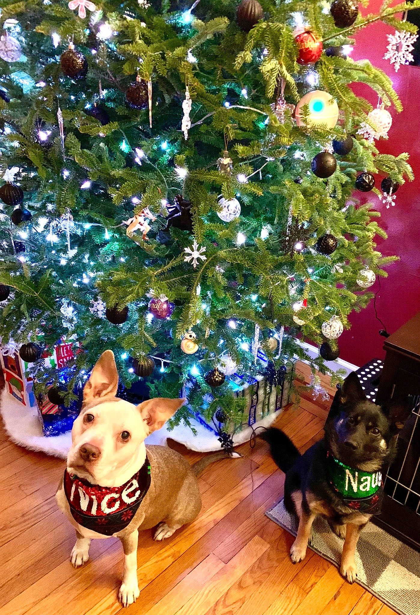 Shadow is registered to the contest to win money with this photo: carnivore, christmas, christmas_decoration, christmas_ornament, christmas_tree, companion_dog, dog, dog_breed, event, fawn, green, holiday, holiday_ornament, light, mammal, ornament, plant, tree, wood, working_animal