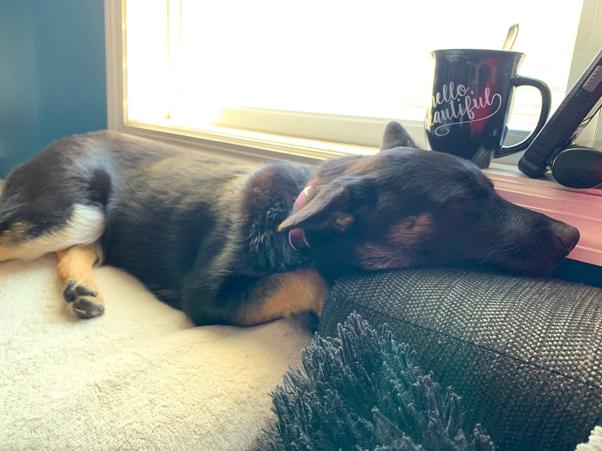 Shadow joined the competition — help win amazing prizes! carnivore, cloud, coffee_cup, comfort, companion_dog, couch, cup, dog, dog_breed, fawn, felidae, mug, small_to_medium_sized_cats, snout, tableware, tail, whiskers, window, wood, working_animal