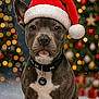 Koda is registered to the contest to win money with this photo: animal, bokeh, bulldog, celebration, christmas, collar, cute, decorations, dog, festive, holiday, indoor, lights, pet, portrait, puppy, santa_hat, snow, tree, winter