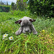Koda joined the competition — help win amazing prizes! puppy, dog, grass, greenery, daisies, flower, outdoor, nature, cute, pet, animal, young, ears, nose, face, playful, garden, leaf, summer, lying_down