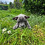 puppy, dog, grass, greenery, daisies, flower, outdoor, nature, cute, pet, animal, young, ears, nose, face, playful, garden, leaf, summer, lying_down