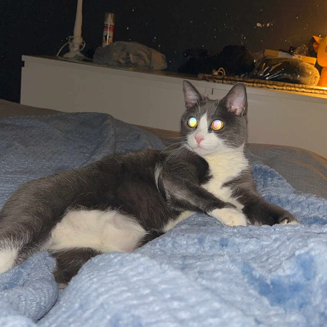 Laya participe au concours pour gagner de l'argent avec cette photo : animal, bed, blanket, cat, cozy, cute, domestic_animal, dorm_room, feline, furniture, gray_cat, home, indoor, lamp, lying_down, night, pet, relaxed, soft_texture, white_cat