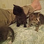 Little. Boo Boo is registered to the contest to win money with this photo: animal, bed, black_cat, blanket, cat, cozy, cute, domestic, feline, foot, furry, human_leg, indoor, kitten, pet, resting, small, soft, tabby, young_animal
