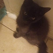 Little. Boo Boo is registered to the contest to win money with this photo: animal, blur, cat, curious, cute, dark_fur, domestic_animal, feline, floor, furry, indoor, kitten, looking_up, pet, sitting, small, tail, tile, wall, young
