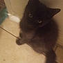 animal, blur, cat, curious, cute, dark_fur, domestic_animal, feline, floor, furry, indoor, kitten, looking_up, pet, sitting, small, tail, tile, wall, young