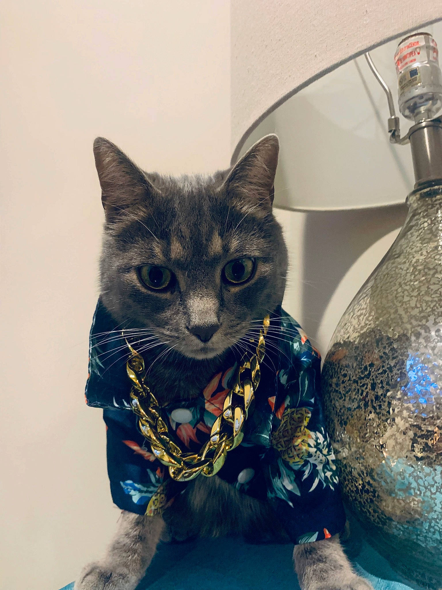 Kosmo joined the competition — help win amazing prizes! art, carnivore, cat, domestic_short_haired_cat, electric_blue, eye, fashion_accessory, felidae, fur, head, household_supply, illustration, metal, pattern, sleeve, small_to_medium_sized_cats, snout, tail, visual_arts, whiskers
