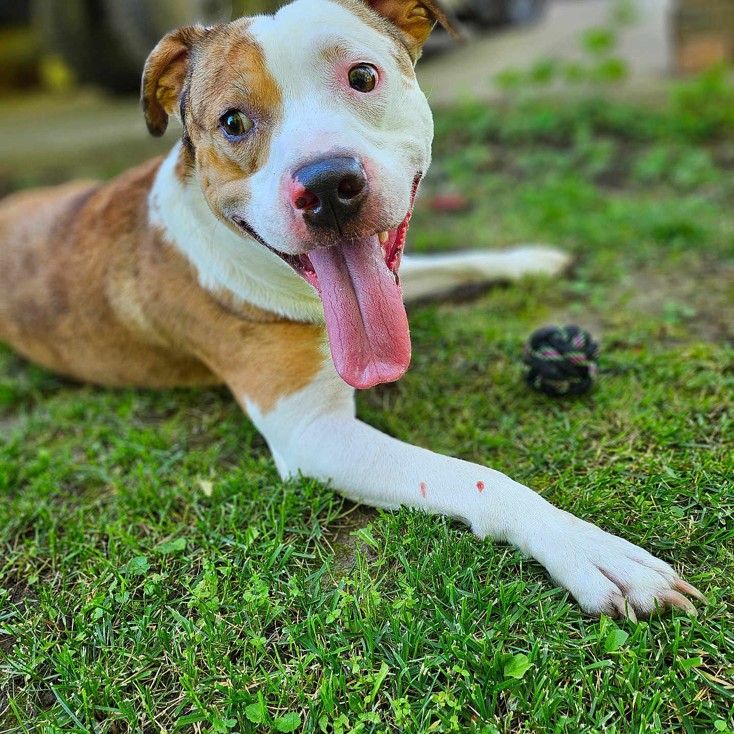 Elvis is registered to the contest to win money with this photo: dog, happy, tongue_out, grass, pet, animal, playful, brown_and_white, outdoor, blurred_background, toy, lying_down, canine, close_up, nature, friendly, cute, summer, fun, portrait