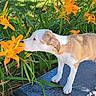 Elvis is registered to the contest to win money with this photo: puppy, dog, flower, lily, orange_flower, greenery, grass, outdoor, nature, pet, sniffing, plant, spring, sunlight, young_dog, closeup, animal, cute, daytime, metal_platform